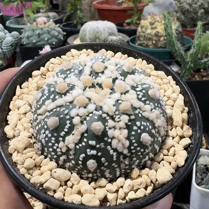 花园兜实生6cm仙人球