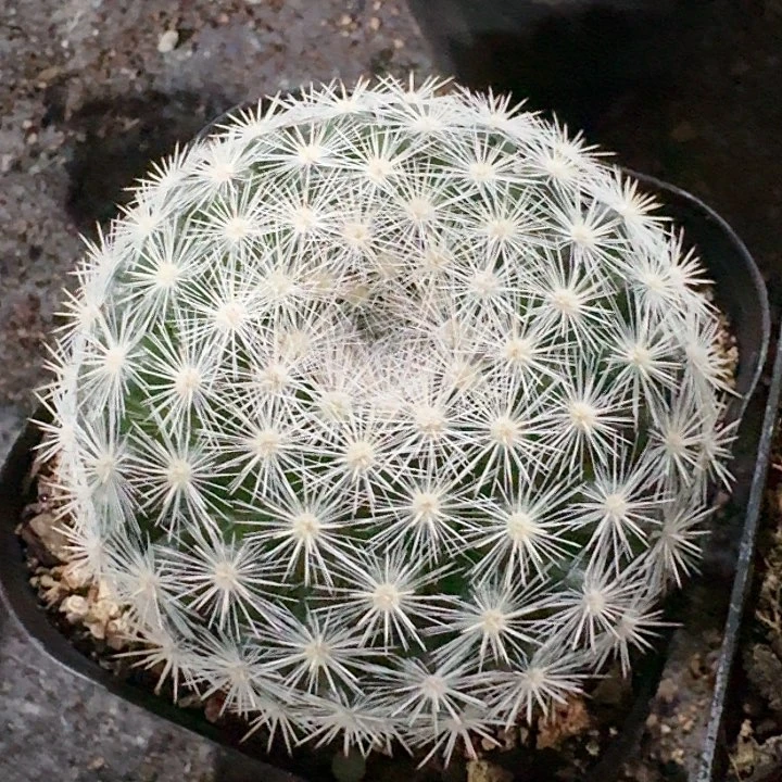 满月实生仙人球一物一拍