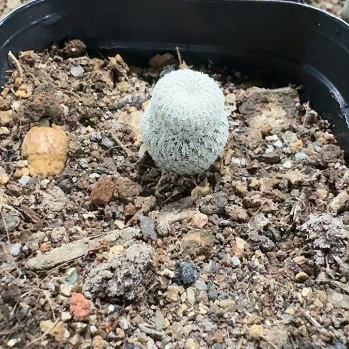 ✨*✨月世界仙人球实生专拍