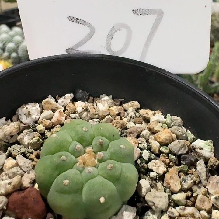 大油小鱼自根仙人球