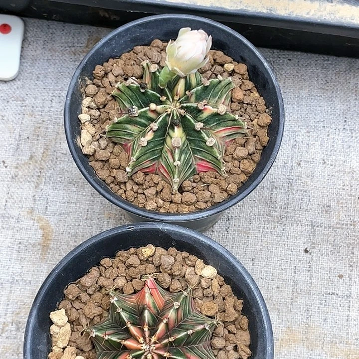 晓***pg532+g466两颗肋骨牡丹锦