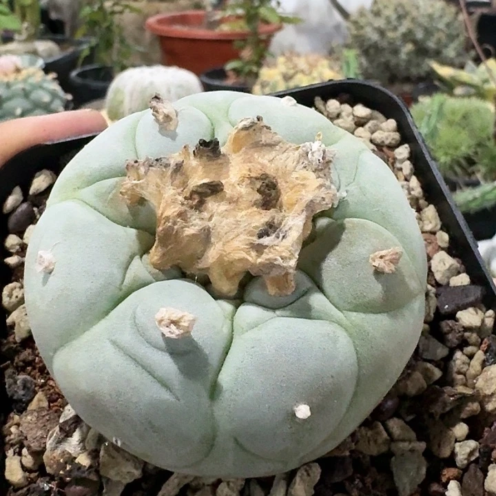 特白肌实生小鱼6.1cm