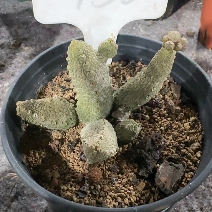蛇蹄玉自根仙人球