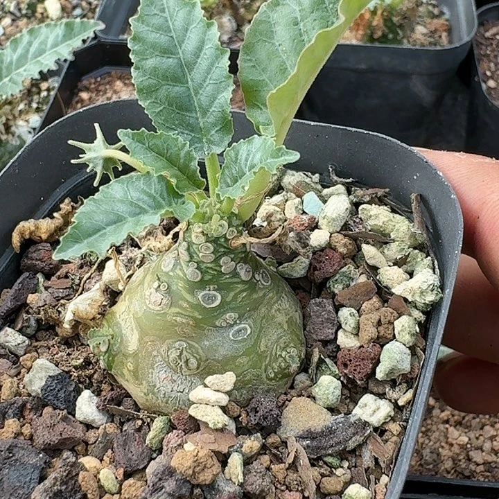 霍伍德琉桑麒麟实生块根