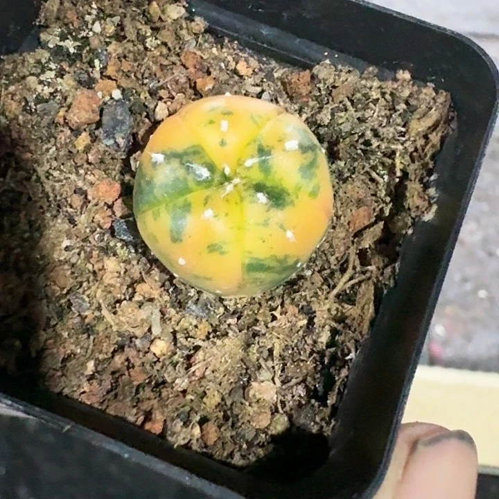 小*兜锦仙人球专拍
