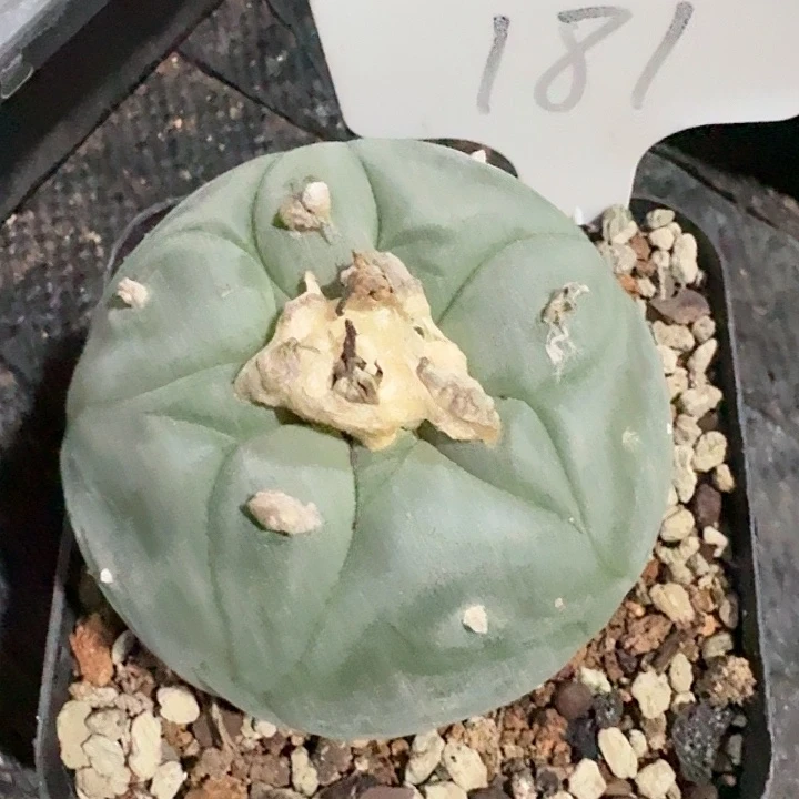 白肌小鱼仙人球实生