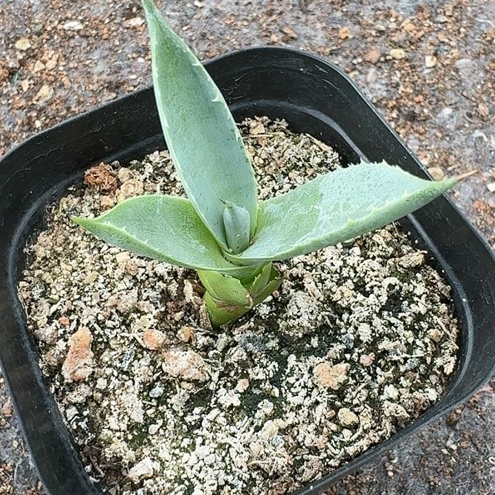 龙舌兰一颗一物一拍