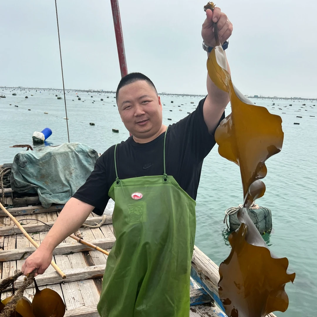 福建漳浦六鳌烘干海带头来至深海海带炖汤凉拌大海美味
