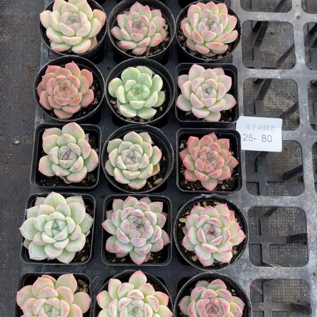 一***.一物一拍18颗25-80