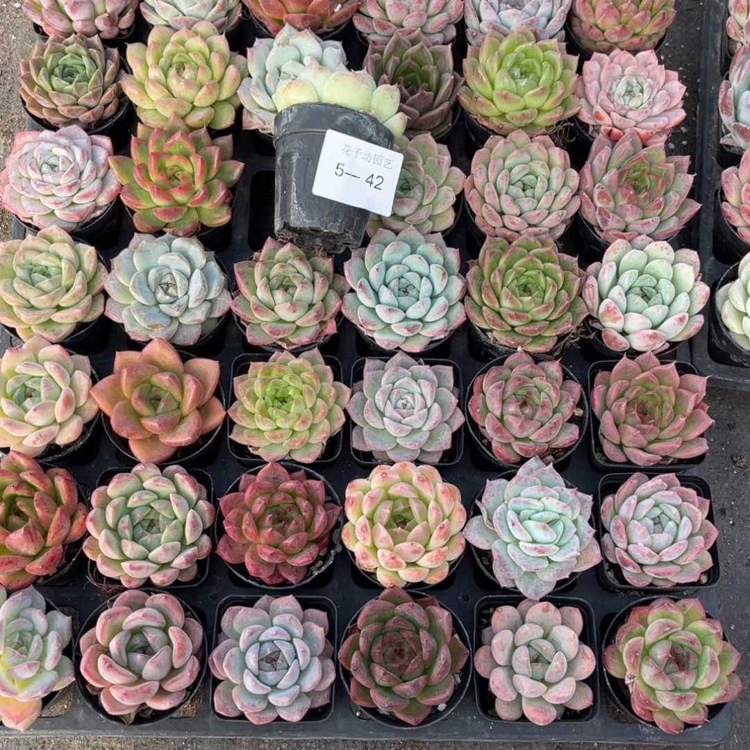 美**?一物一拍48颗5-42