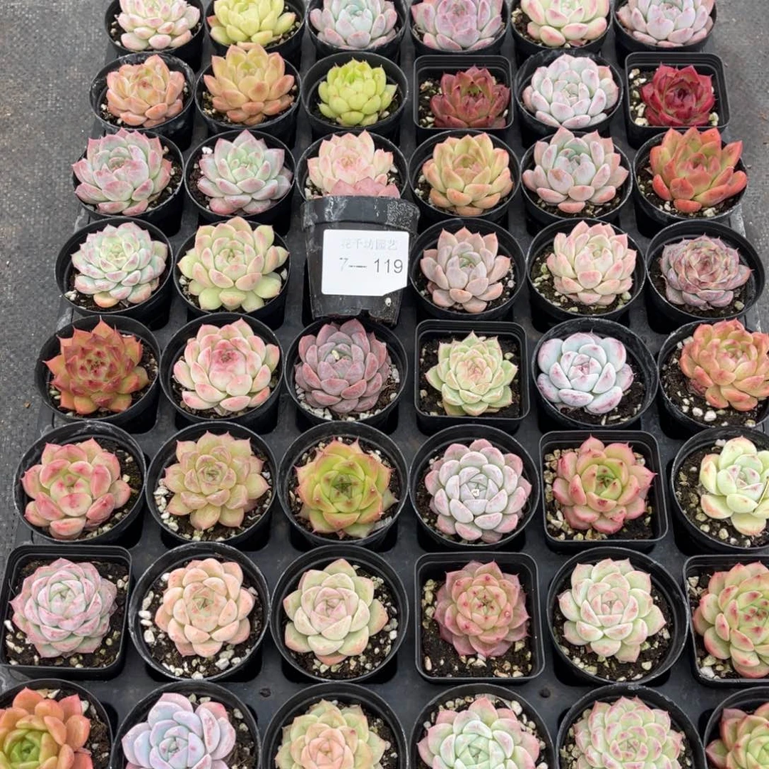 左*听一物一拍48颗7-119