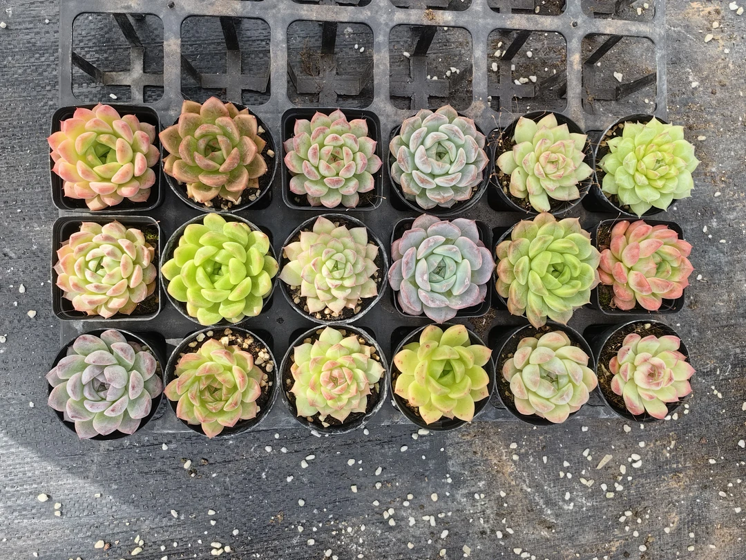 21-40号小盆肉18颗 带盆土发货不带托架 盆尺寸5-6厘米 尺寸小