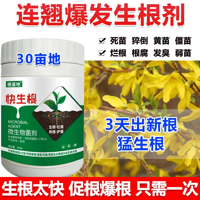 连翘生根粉连翘生根剂连翘强力生根壮苗剂生根菌肥连翘快速生根