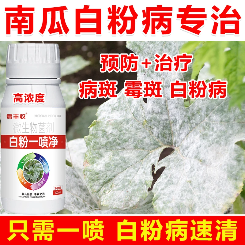南瓜白粉病南瓜白粉病专用药南瓜杀菌剂白粉病专治微生物肥料
