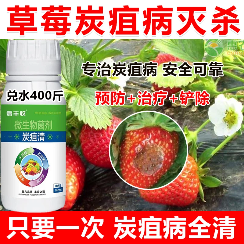 草莓炭疽病草莓杀菌剂草莓专用药微生物肥料炭疽病专用药一喷净