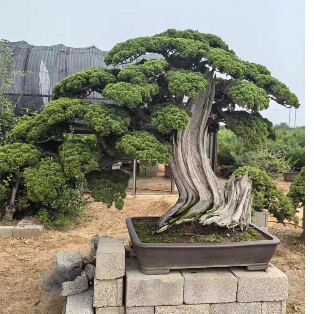 真柏 五针松 黑松 黄山松 精品盆景老桩（以直播讲解为准）