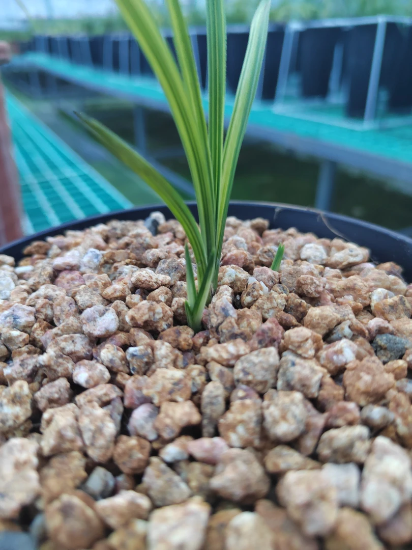 兰花蕙兰精品家庭盆栽观赏绿植苗