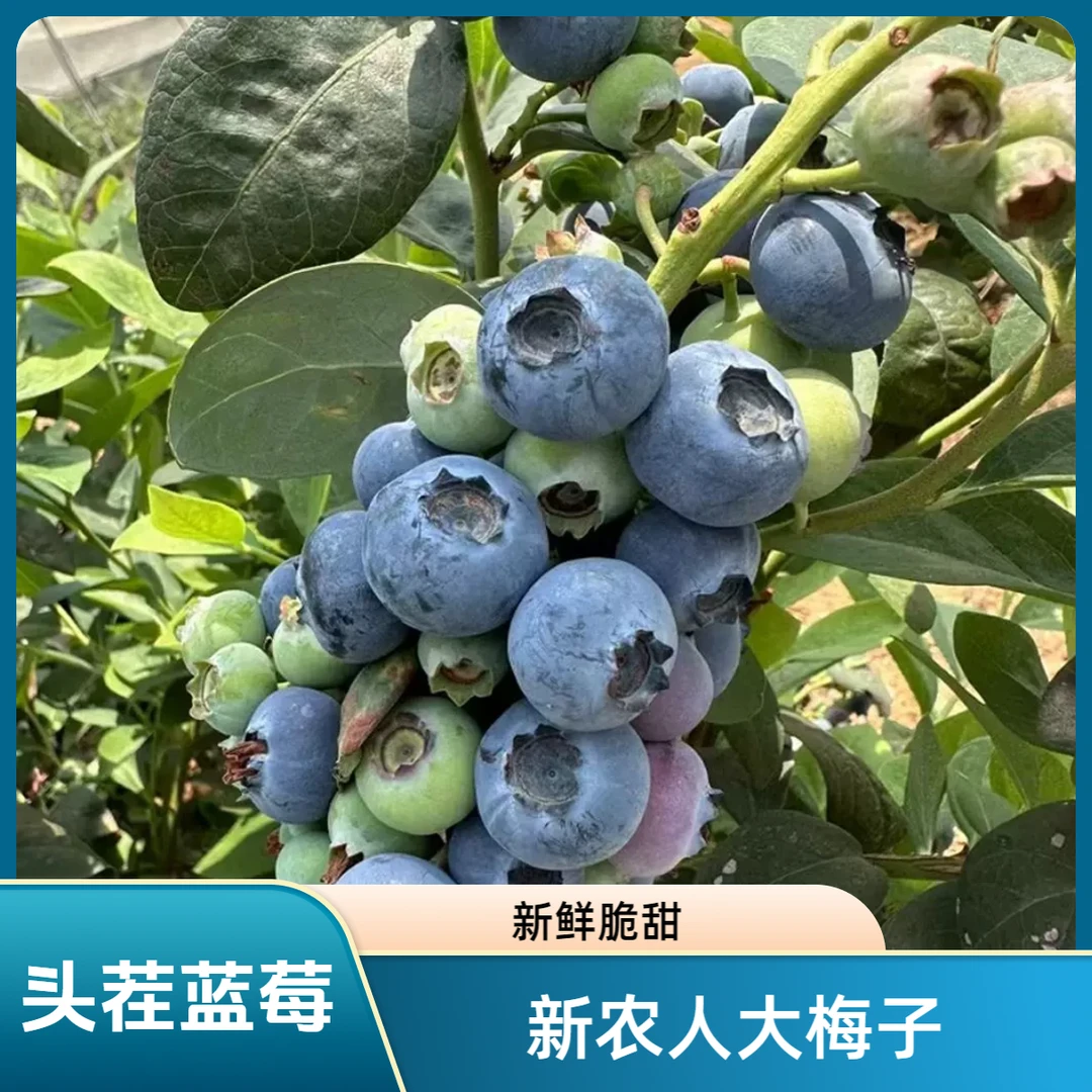 头茬蓝莓大果15-18mm果径新鲜采摘 应季水果 脆甜多汁 100g/盒