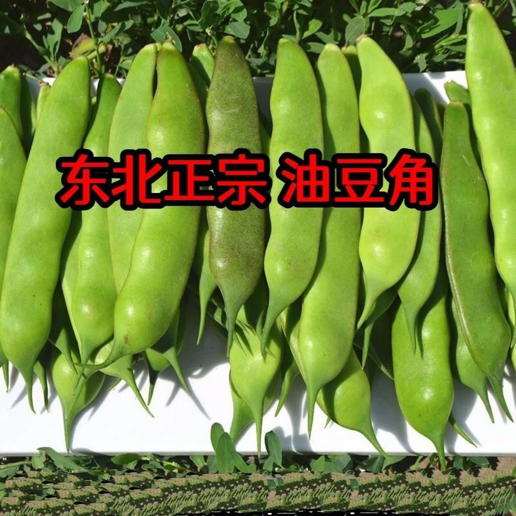 正宗东北新开园油豆角新鲜蔬菜现摘现发