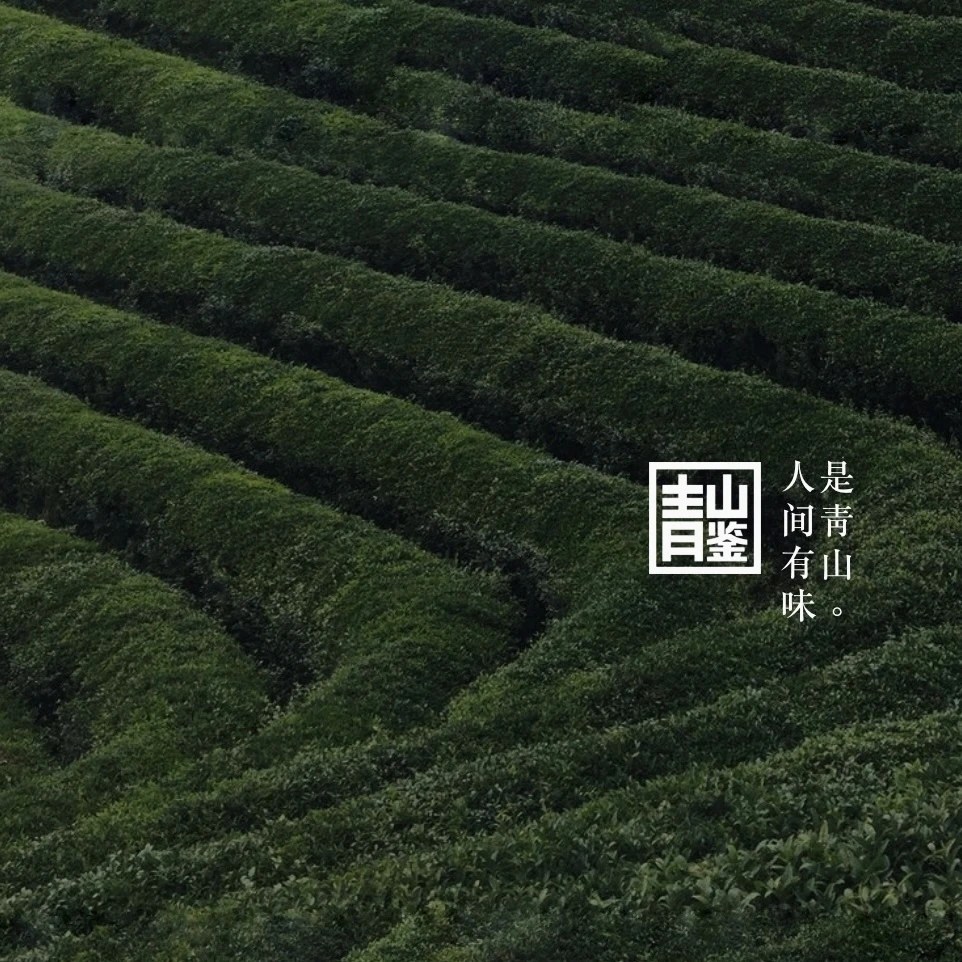 「新人必拍组合」四种必拍招牌茶|【不支持试喝、退货】福鼎白茶