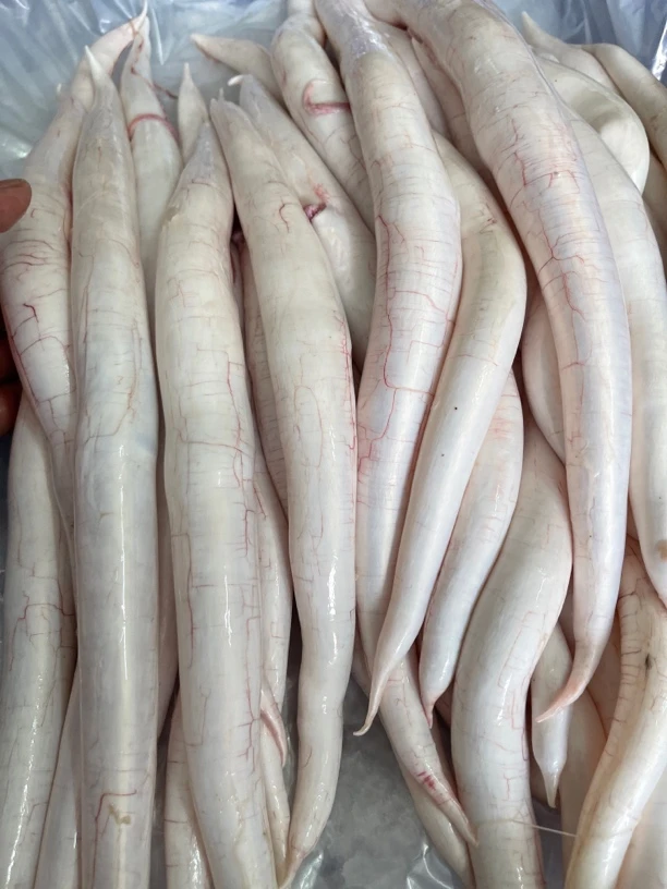 【潮汕资记 】惠来神泉港 鳗鱼鳔  (鳗鱼泡）