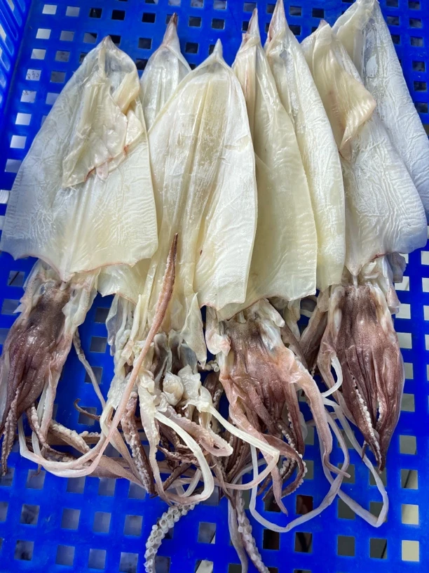 (11.14 石榴专属)惠来神泉港 自晒湿大鱿鱼干 （加袋子一斤装）