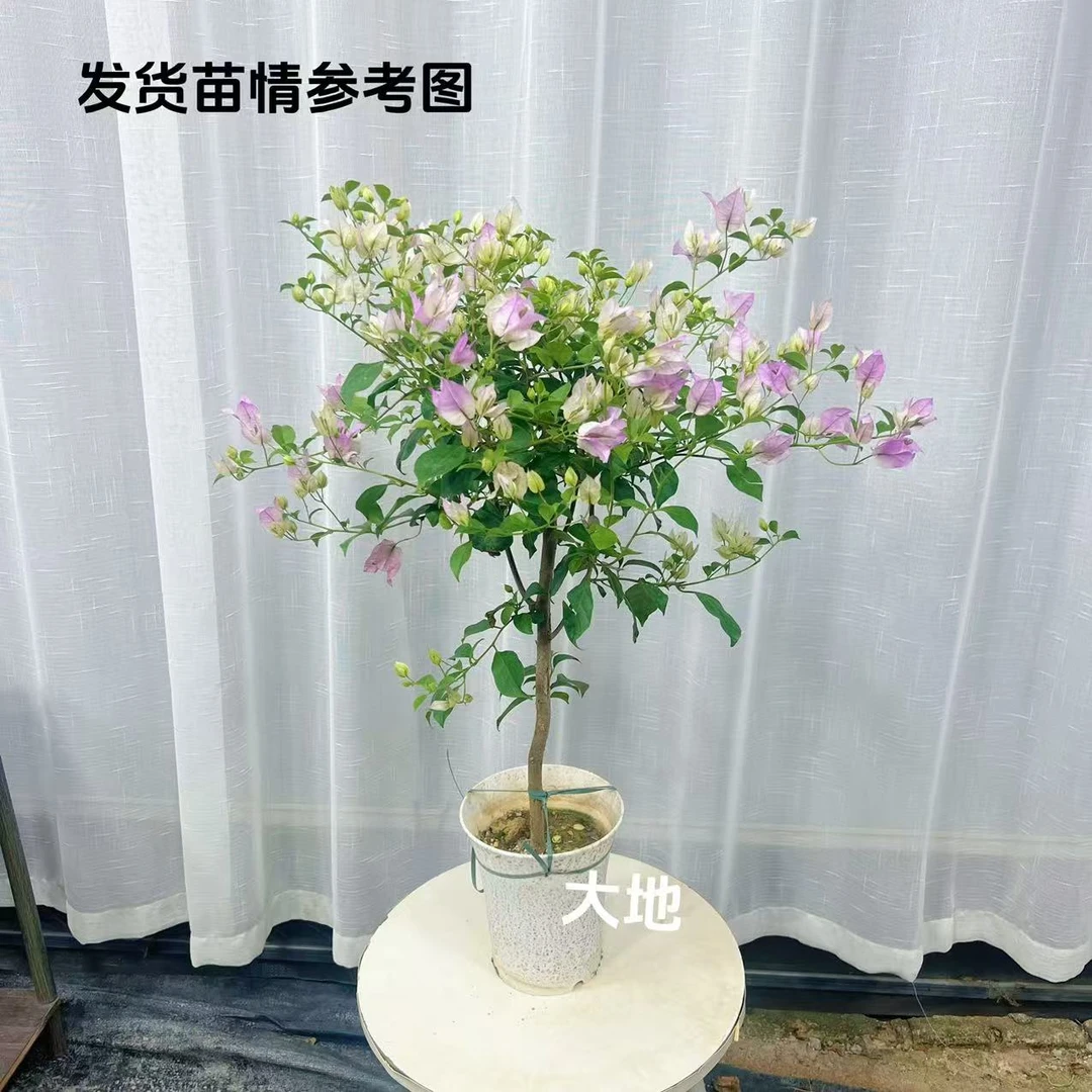 【绿叶雪紫】三角梅原生杆棒棒糖盆花勤花