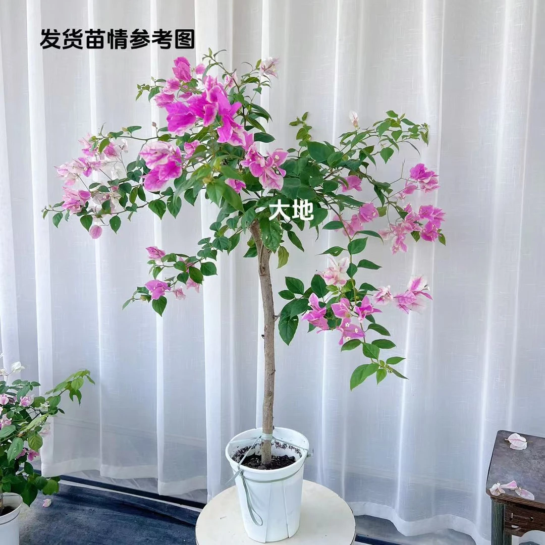 【漳红樱】三角梅原生高杆棒棒糖型高飘（100cm-110cm)
