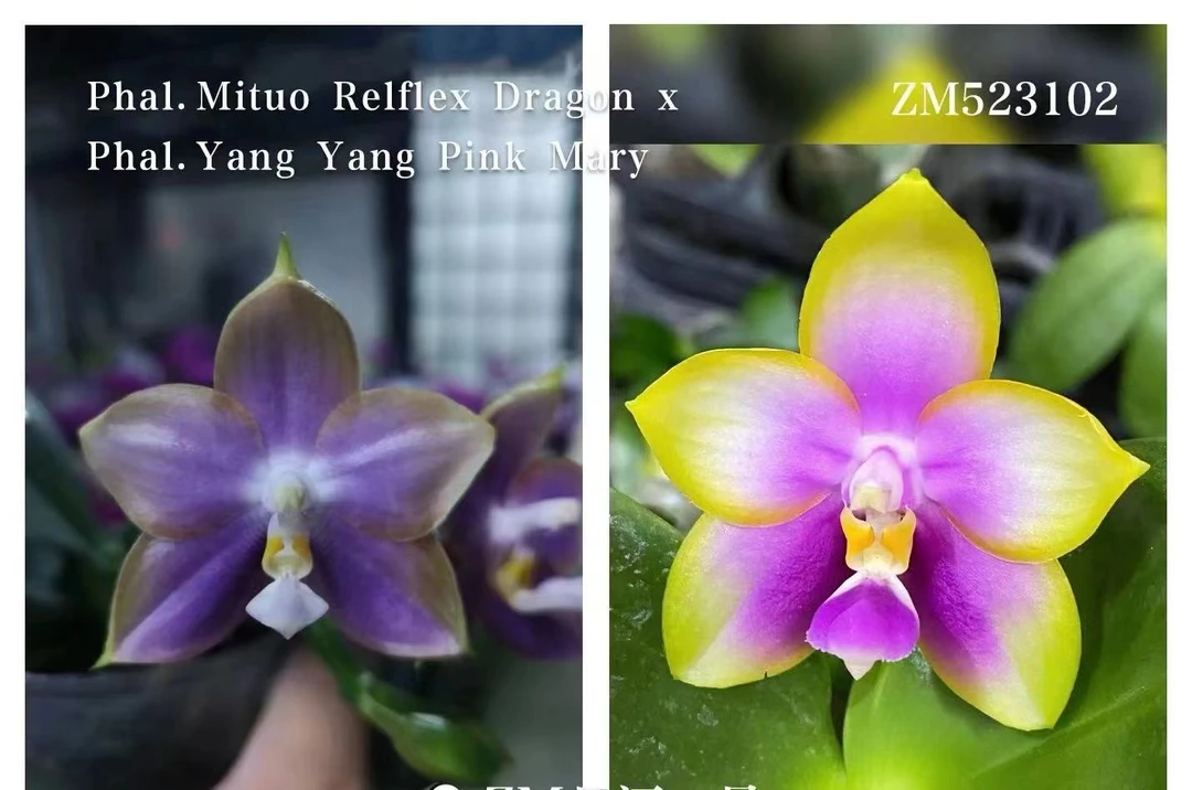 2.5寸 弥陀反射龙交洋洋粉玛丽-开花株 花期不保 少根叶瑕 趣味兰