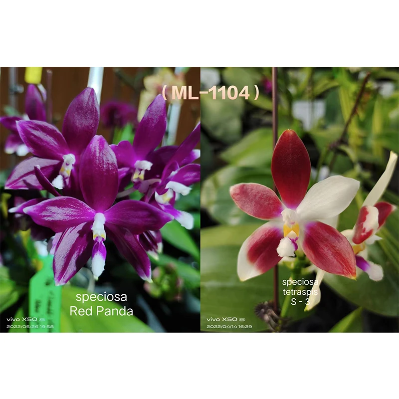 2.8寸 红熊猫盾交铁爪-抽花梗（叶瑕） 原生 趣味兰