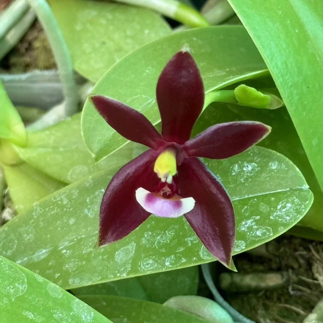 2.5升3.5寸 红鹿角-苗 刚出根  原生趣味兰