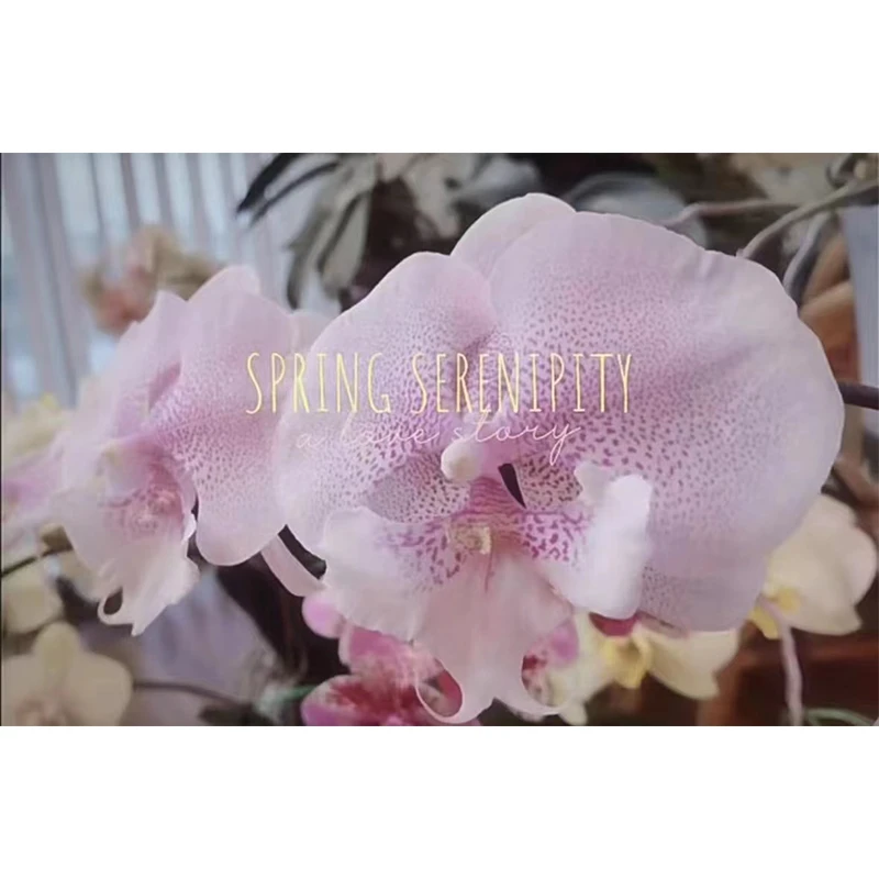 2.5寸 皇后之吻-抽花梗  蝴蝶兰 懒人花
