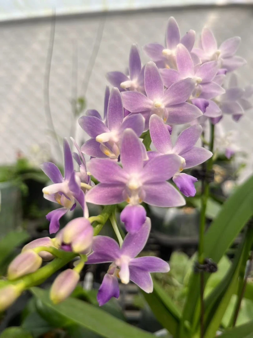 3.5寸 蓝星 -苗 叶瑕少根有烂根 原生趣味兰