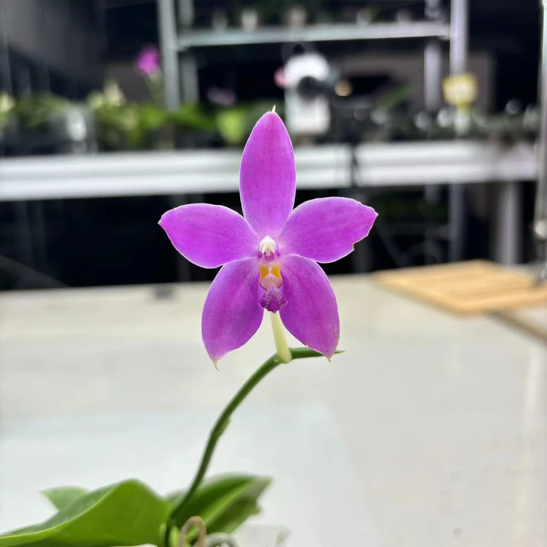 2.5寸蓝盾交荧光蝴蝶兰-抽梗苗  趣味兰蝴蝶兰