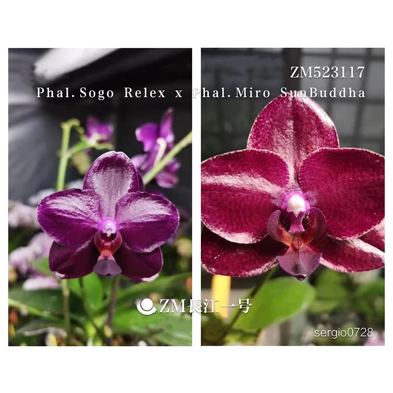 1.7寸 瑞纳斯交米罗太阳-苗（少根 叶微瑕） 原生趣味兰