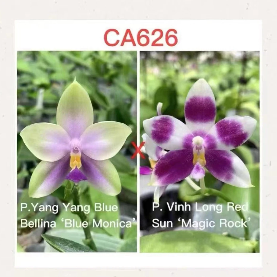 3寸硬壳杯 CA626-苗（蓝贝交红日魔法） 原生趣味蝴蝶兰