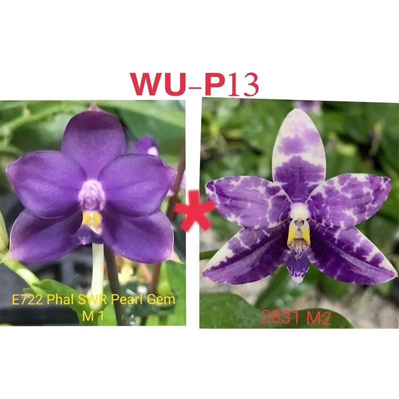 2.5寸 WU P-13-苗 原生趣味兰