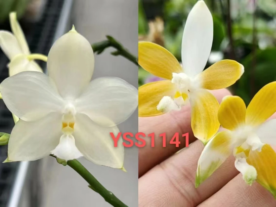 3寸 硬壳杯 S1141-苗 原生蝴蝶兰