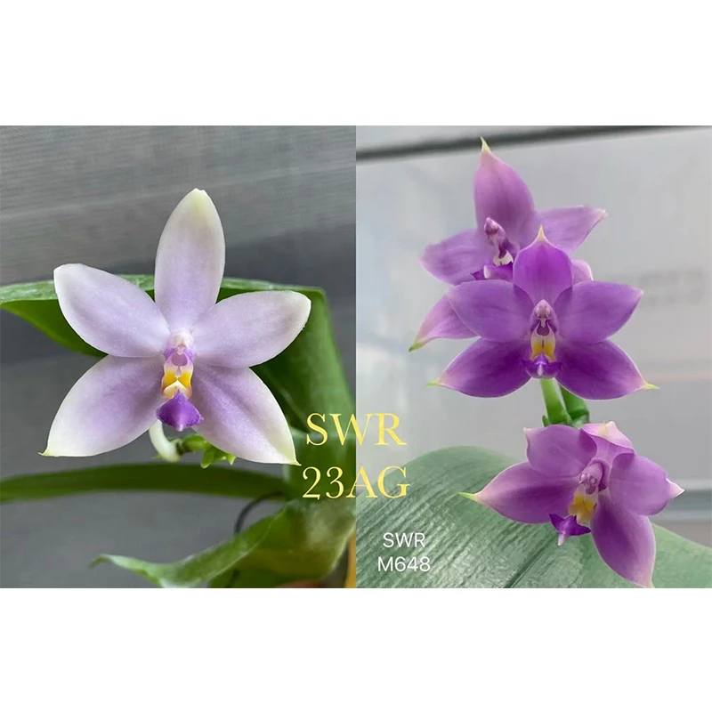 2.5寸 SWR23AG-苗【双苗】【1.7升2.5 刚出根】叶瑕 原生 趣味蝴蝶兰