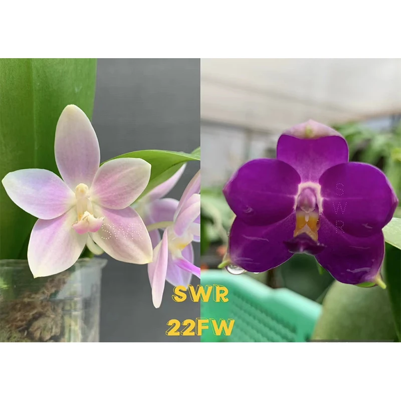 3寸 SWR22FW雪花精灵交荧光印地狗-开花株【老化根】  原生趣味兰花