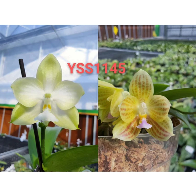 3寸 雪花路德交爪哇-抽梗苗  原生 趣味兰 蝴蝶兰