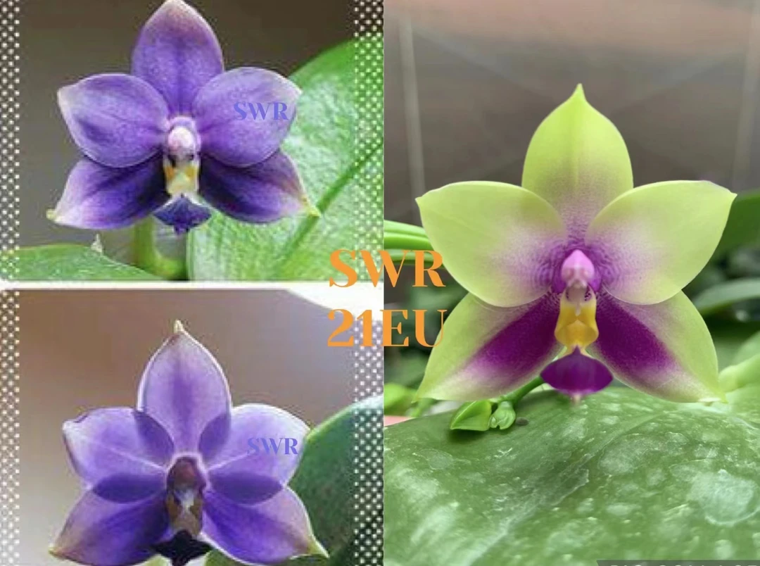 2.5寸 SWR 21EU-开花株 原生趣味兰