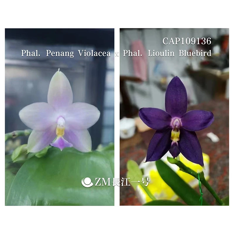 1.7寸 槟城荧光交蓝鸟-苗 原生趣味兰