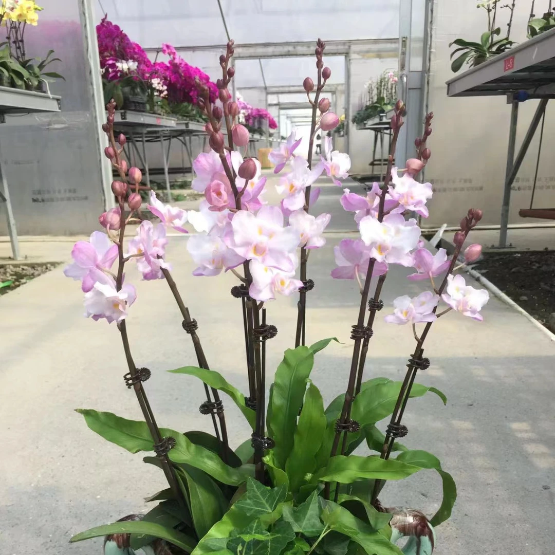 3寸 刘氏樱花-抽梗带小花苞 原生趣味兰