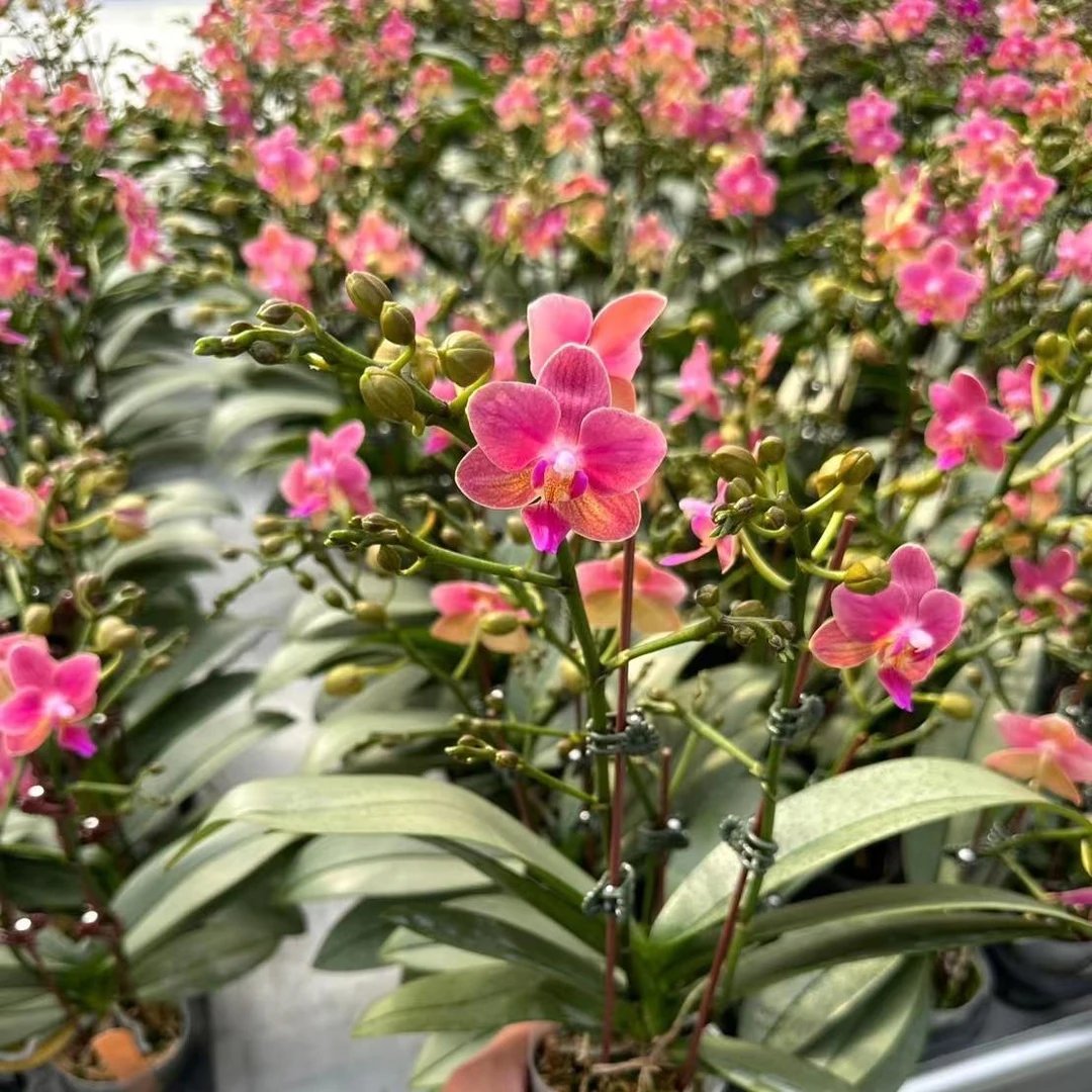 2.5寸 粉红泡泡-抽花梗 原生 趣味兰