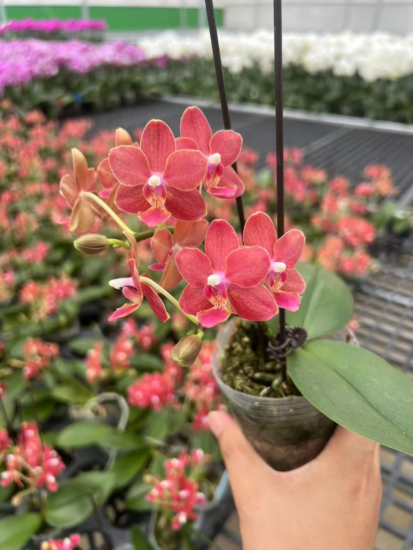 3寸 筑家小橘子-开花株（单剑）  蝴蝶兰