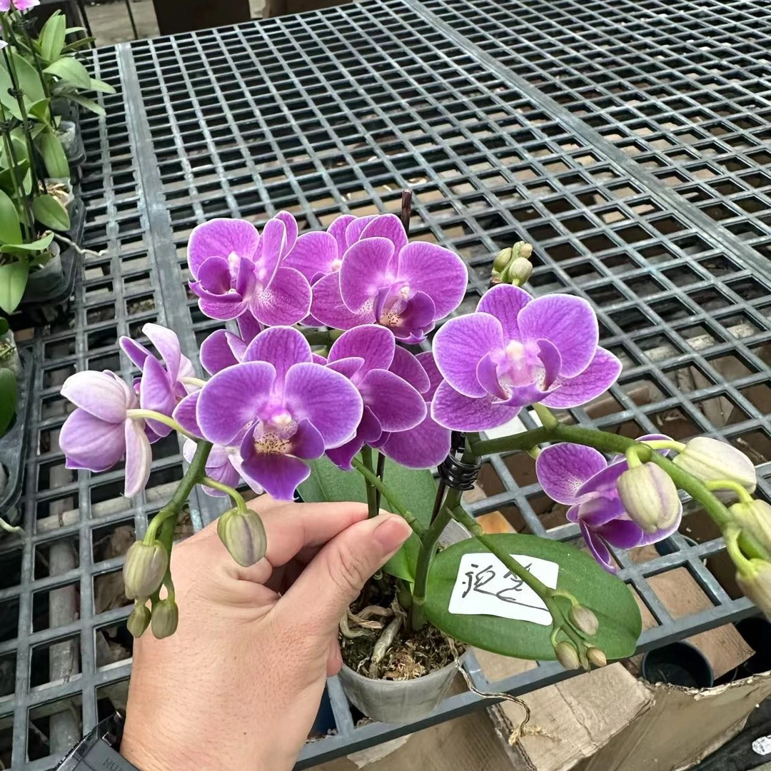 3寸 欧品小蓝-抽花（双梗）梗 原生趣味兰 梦幻蓝紫色