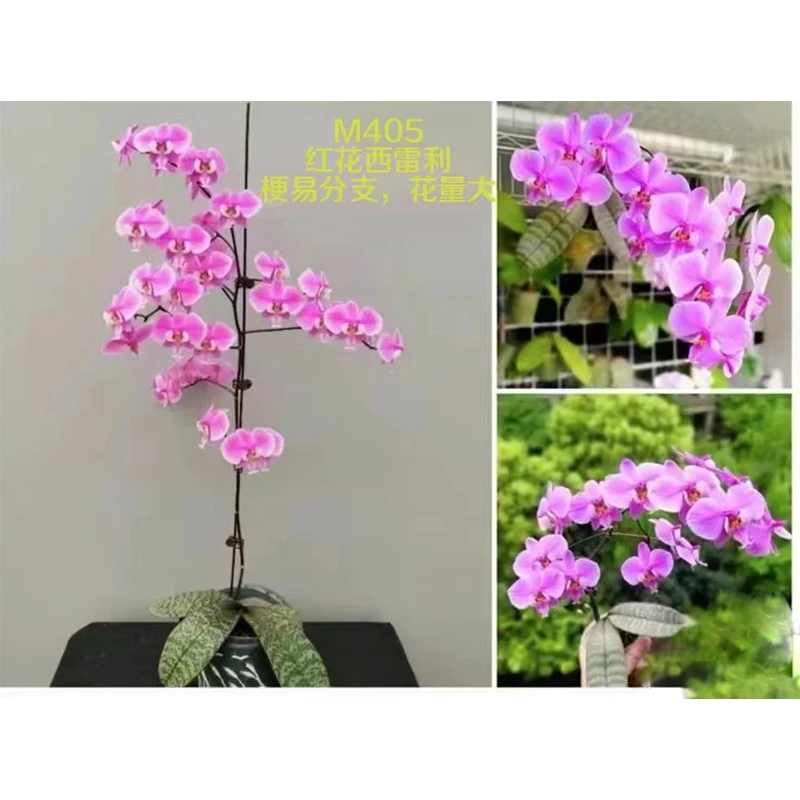 3.5寸 M405西雷利-苗 原生趣味兰