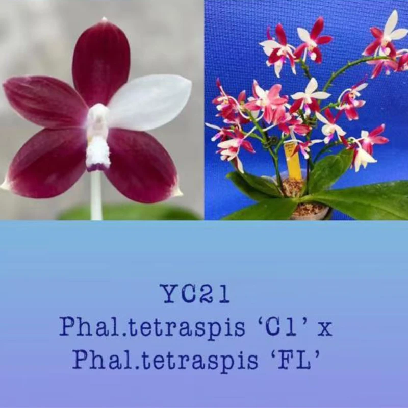 2.8寸 碳棉 C1盾花交富乐盾花-开花株 原生趣味兰