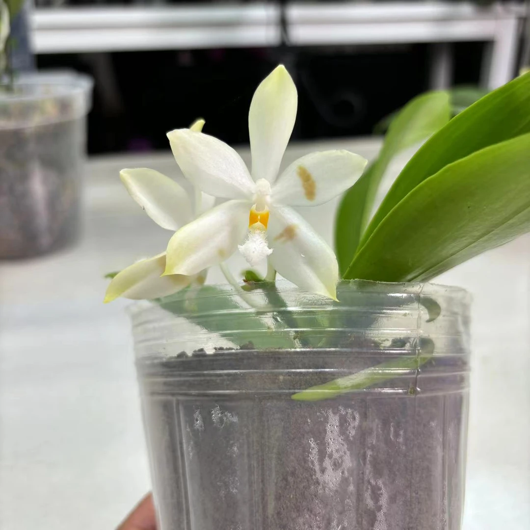 4寸 米库氏交盾花-抽花梗 原生趣味兰